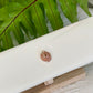 Gold Puka Charm no. 4 ~ small